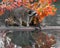 Raccoon (Procyon lotor) Vocalizes on Log with Reflection