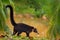 Raccoon, Procyon lotor, walking around river in National Park Manuel Antonio, Costa Rica, Animal in the forest. Raccoon with long