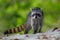 The Raccoon, Procyon lotor, walking on white sand beach in National Park Manuel Antonio, Costa Rica