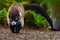 Raccoon, Procyon lotor, walking on white sand beach in National Park Manuel Antonio, Costa Rica, Raccoon in the forest. Raccoon wi