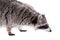 Raccoon (Procyon lotor) on the white background