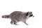 Raccoon (Procyon lotor) on the white background