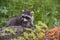 Raccoon Procyon lotor wildlife animal mountains