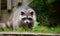 Raccoon (Procyon lotor) in the woods at a feeder.