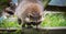 Raccoon (Procyon lotor) in the woods at a feeder.