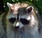 Raccoon or racoon or common, North American, northern raccoon and colloquially as coon is a medium-sized mammal native to No