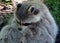 Raccoon or racoon or common, North American, northern raccoon and colloquially as coon is a medium-sized mammal native to No