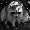Raccoon or racoon or common, North American, northern raccoon and colloquially as coon is a medium-sized mammal native to No