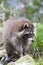 Raccoon or Racoon (Procyon lotor)