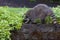 Raccoon raiding peanuts set out for birds