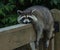 Raccoon on Railing