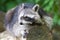 Raccoon resting on a log