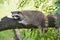 Raccoon resting on a tree branch on a warm day.