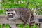 Raccoon resting on a wooden deck railing.