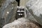 Raccoon in the rocks.