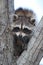 raccoon sits in branch fork, Bosque del Apache, New Mexico