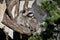 Raccoon sits on a dry timber and heated in the sun.