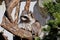 Raccoon sits on a dry timber and heated in the sun.