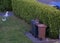 Raccoon sits on the garbage cans and eating an old piece of bread