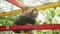 Raccoon sits on ladder in zoo. The animal turns its head, a cute creature.