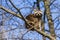 Raccoon sitting on a branch - Procyon lotor