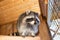 A raccoon sitting on top of a wooden fence