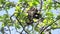 Raccoon is sitting on a tree in nature. A young wild raccoon is sitting on a tree branch