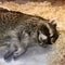 Raccoon sleeping in a cage