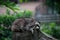 Raccoon sleeping on a large boulder on top of a tree.