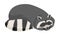 Raccoon Specie with Striped Tail Sleeping Vector Illustration