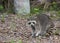 Raccoon standing on forest litter in middle of field in county p