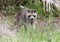 Raccoon standing on forest litter in middle of field in county p