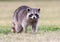 Raccoon standing on green grass in middle of field in county par