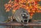 Raccoon Stands Between Logs on Pond