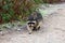 Raccoon in Stanley Park of Vancouver Canada