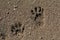 Raccoon Tracks