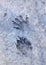 Raccoon Tracks