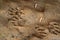 Raccoon tracks on wet sand