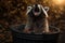 Raccoon in trash can leans out mouth open autumn. AI generated