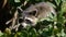 Raccoon in a tree