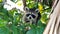 Raccoon in a tree