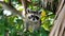 Raccoon in a tree