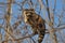 Raccoon in tree branches