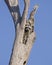 Raccoon in tree cavity, Okefenokee Swamp National Wildlife Refuge