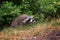 A raccoon waits in the bushes on Montreal