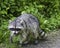 Raccoon walking along a path in Stanley Park