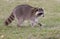 Raccoon walking on green grass in middle of field in county park