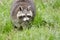 Raccoon walking through a green meadow