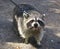 Raccoon walking on the streets of the city on a leash