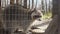 A raccoon walks into the cage of a Zoo